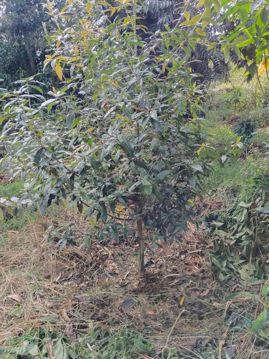 Fotografía real de monitoreo de campo: Nigüito (Miconia theaezans)