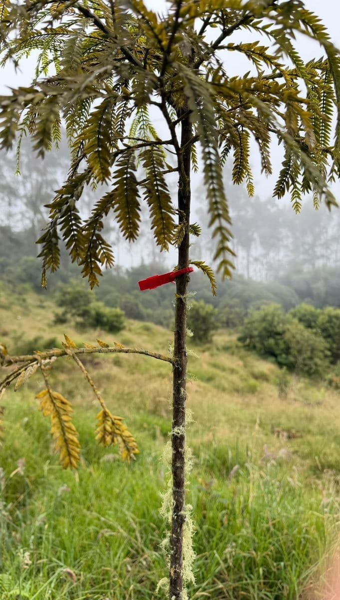 Fotografía real de monitoreo de campo: Pino Colombiano (Retrophyllum rospigliosii)