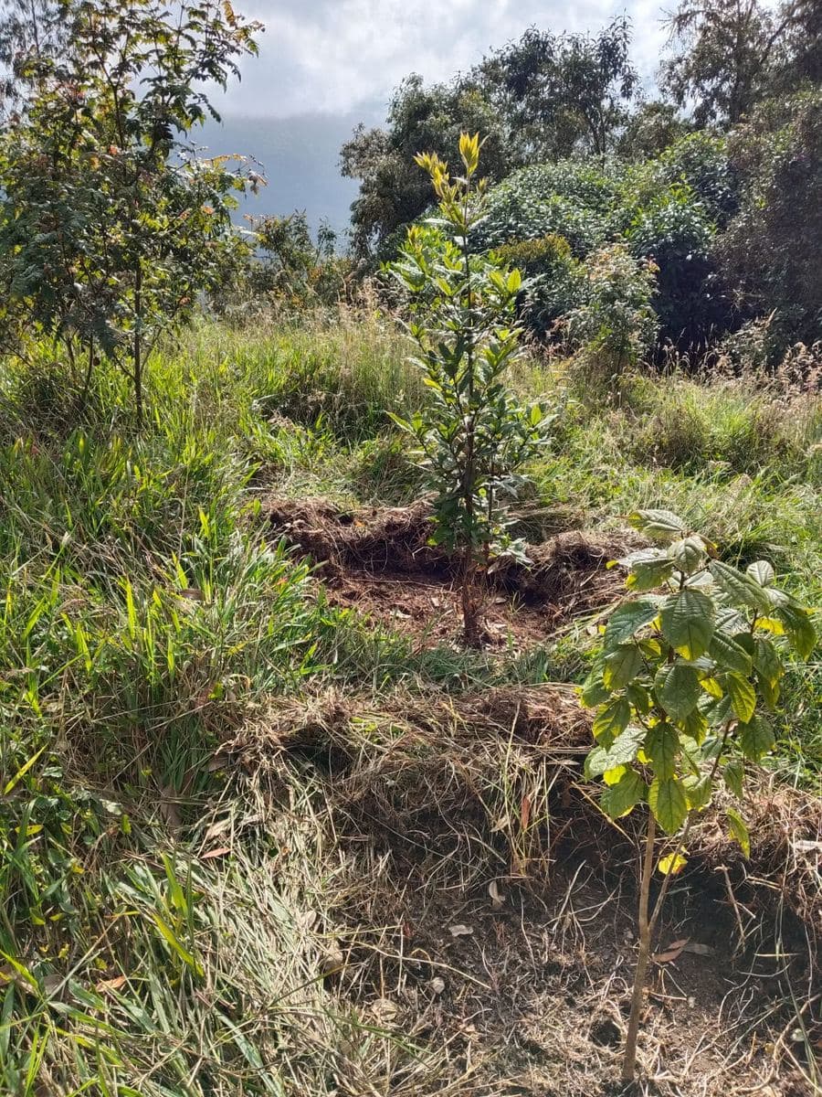 Fotografía real de monitoreo de campo: Roble de Montaña (Quercus humboldtii) en Villamaría